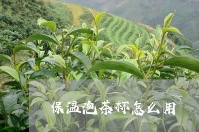 保温泡茶杯怎么用/2023032520304