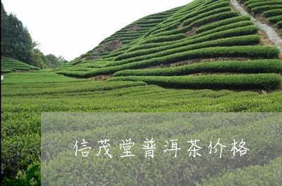 信茂堂普洱茶价格/2023041151713