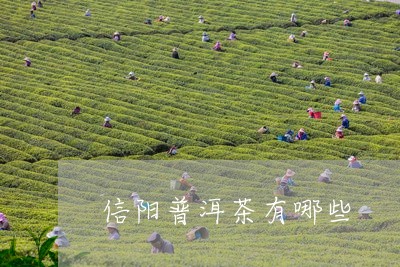 信阳普洱茶有哪些/2023041082806