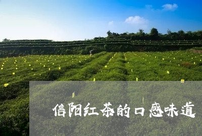 信阳红茶的口感味道/2023041758162