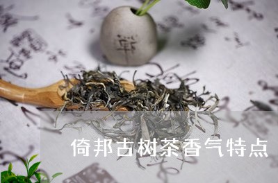 倚邦古树茶香气特点/2023032270504