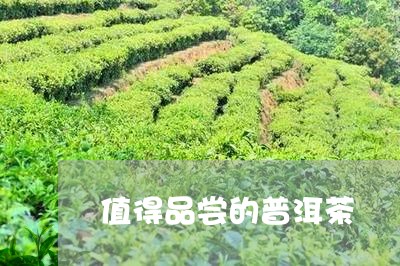 值得品尝的普洱茶/2023041074948