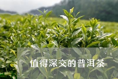 值得深交的普洱茶/2023041017271