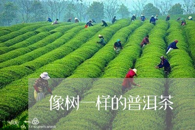 像树一样的普洱茶/2023033027203