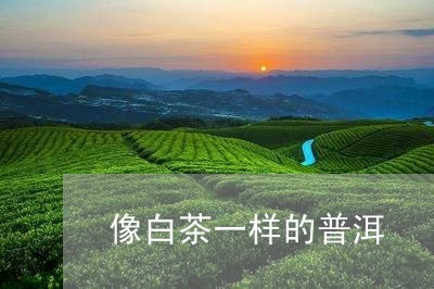 像白茶一样的普洱/2023032991493