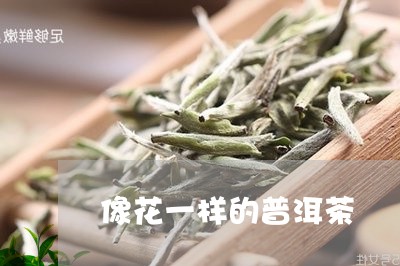 像花一样的普洱茶/2023033095272