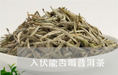 入伏能否喝普洱茶/2023041335950