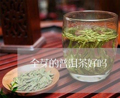 全芽的普洱茶好吗/2023041358492