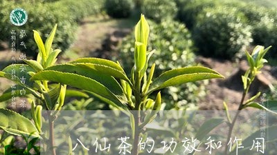 八仙茶的功效和作用/2023041736180