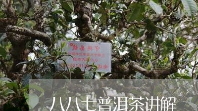 八八七普洱茶讲解/2023041055047