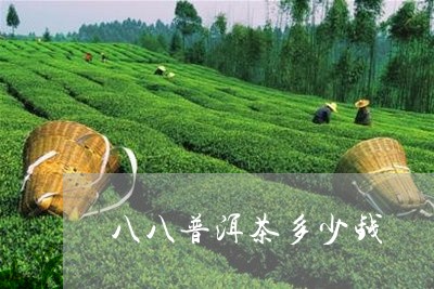 八八普洱茶多少钱/2023031771636