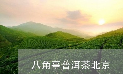 八角亭普洱茶北京/2023031659461