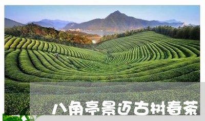 八角亭景迈古树春茶/2023032243958