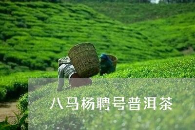 八马杨聘号普洱茶/2023033020484