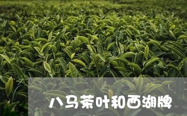 八马茶叶和西湖牌/2023032573725