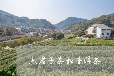 六君子茶和普洱茶/2023031661030