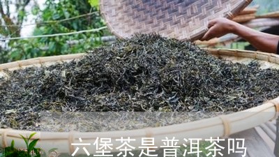 六堡茶是普洱茶吗/2023041390483