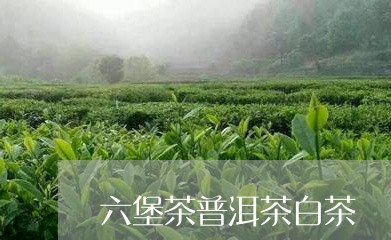 六堡茶普洱茶白茶/2023041179725