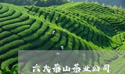 六大茶山茶业公司/2023041470393