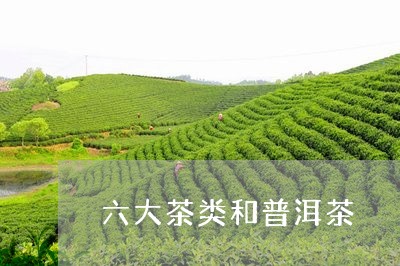 六大茶类和普洱茶/2023033130494