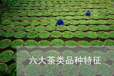 六大茶类品种特征/2023032486127