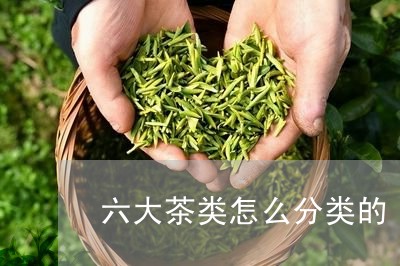 六大茶类怎么分类的/2023041750203