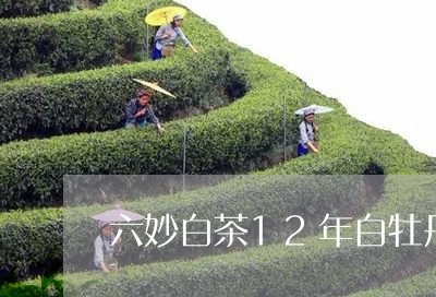 六妙白茶12年白牡丹价格/2023033097483