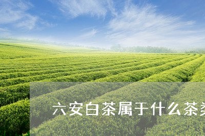 六安白茶属于什么茶类类型/2023040251149