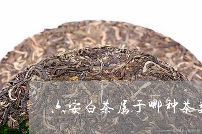 六安白茶属于哪种茶类类型/2023040210391