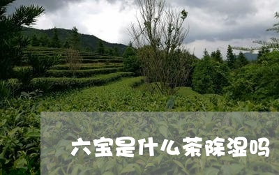 六宝是什么茶除湿吗/2023041509392