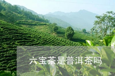 六宝茶是普洱茶吗/2023041306158