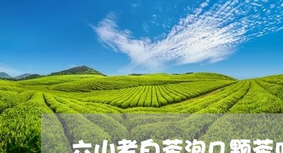 六山老白茶泡几颗茶叶合适/2023040284824