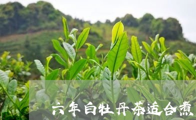 六年白牡丹茶适合煮着喝吗/2023040248150