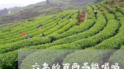 六年的百两茶能喝吗/2023032028482