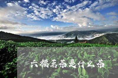 六福茗茶是什么茶/2023032301729