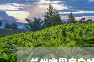 兰州哪里有白牡丹茶专卖店/2023040115049