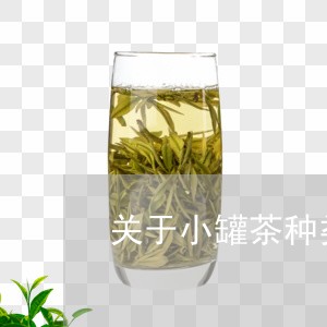 关于小罐茶种类介绍/2023041739595