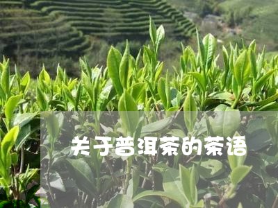 关于普洱茶的茶语/2023041115069