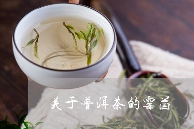 关于普洱茶的霉菌/2023040993230