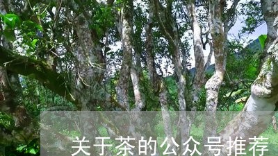 关于茶的公众号推荐/2023041707383