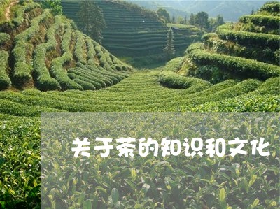 关于茶的知识和文化/2023041636572