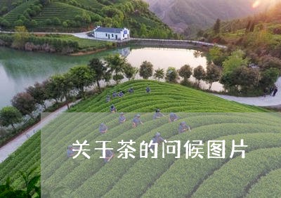 关于茶的问候图片/2023032475383