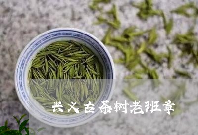 兴义古茶树老班章/2023032963047