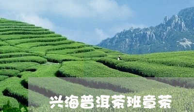 兴海普洱茶班章茶/2023031620604