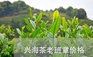 兴海茶老班章价格/2023032905351