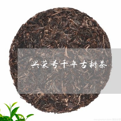 兴荣号千年古树茶/2023032612705