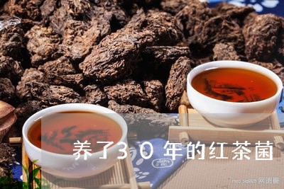 养了30年的红茶菌/2023041662527