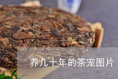 养几十年的茶宠图片/2023032067489