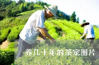 养几十年的茶宠图片/2023041605150