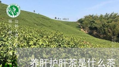 养肝护肝茶是什么茶/2023041699604